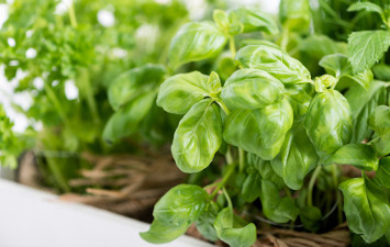 Herzel Kräuter stammen aus natürlichem Anbau in Deutschland. Erst wenn sie die richtige Reife erreicht haben, werden die Kräuter von unserem Lieferanten geerntet. Wir verlesen Kräuter von Hand und verarbeiten sie in aromaschonenden Verfahren weiter. Deshalb verbindet alle Herzel Kräuterprodukte ihr frischer Geschmack.
Die original Herzel® Kräutermischungen werden nach eigenen Rezepturen h